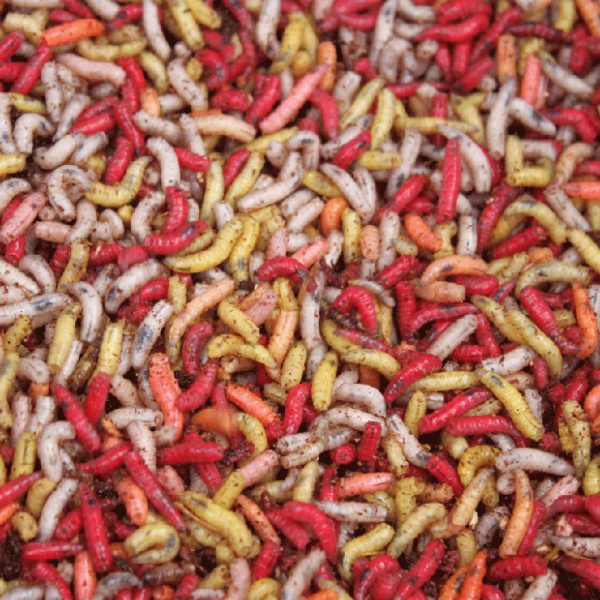 Fresh Maggots