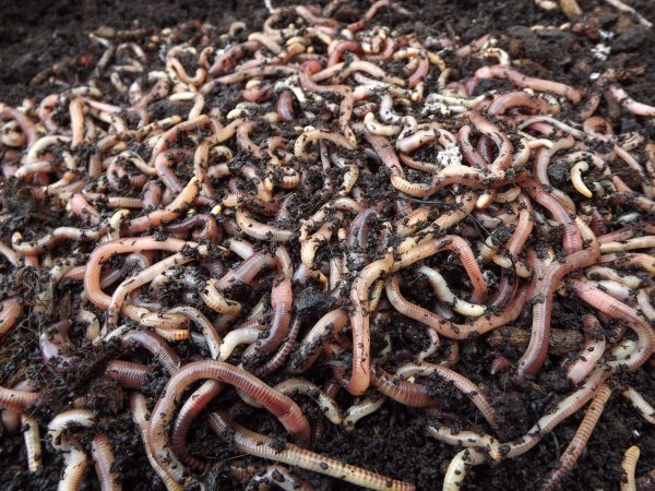 Dendrobaena Worms