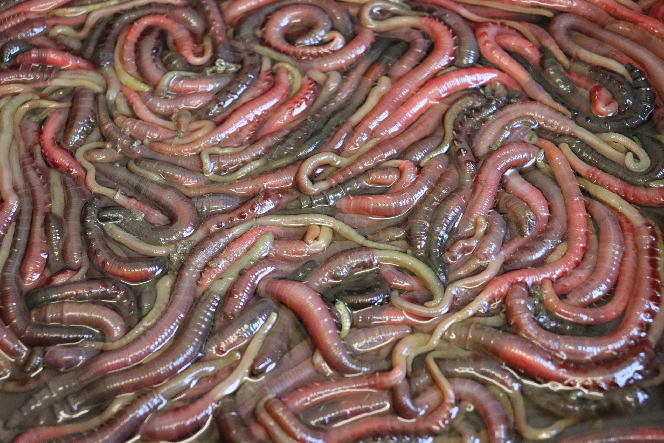 Fresh Lugworm