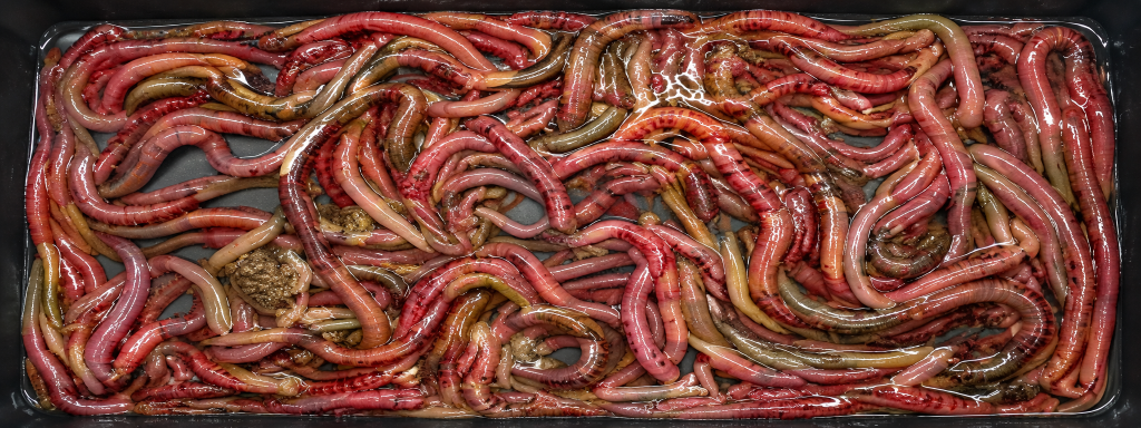 Fresh Lugworm